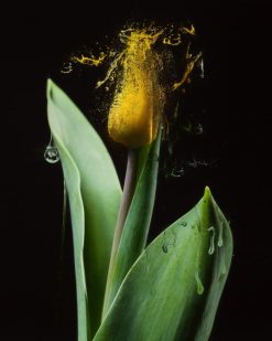 Dissolving Tulip - Erik Brede